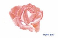 _DSC7101 - Copy - Copy